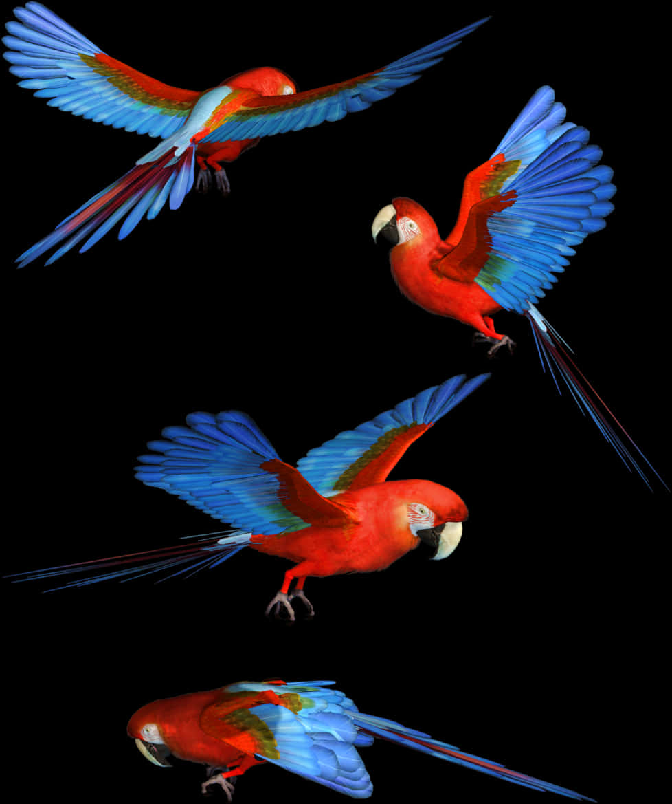 Scarlet_ Macaws_ In_ Flight PNG Image