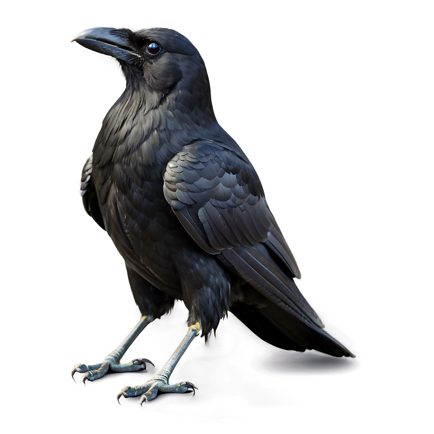 Scary Crow Png Bgy78 PNG Image