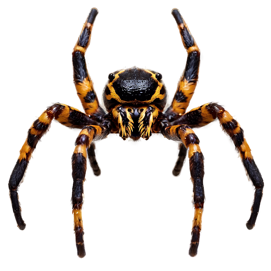 Scary Spider Png Mun PNG Image