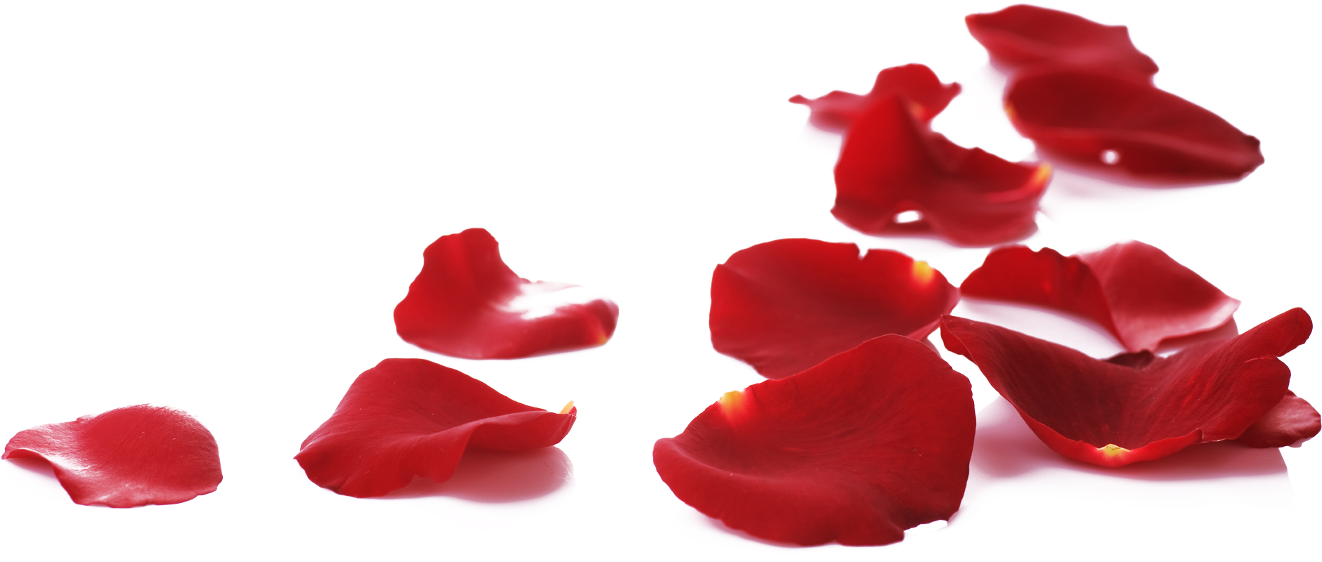 Scattered Red Rose Petals PNG Image