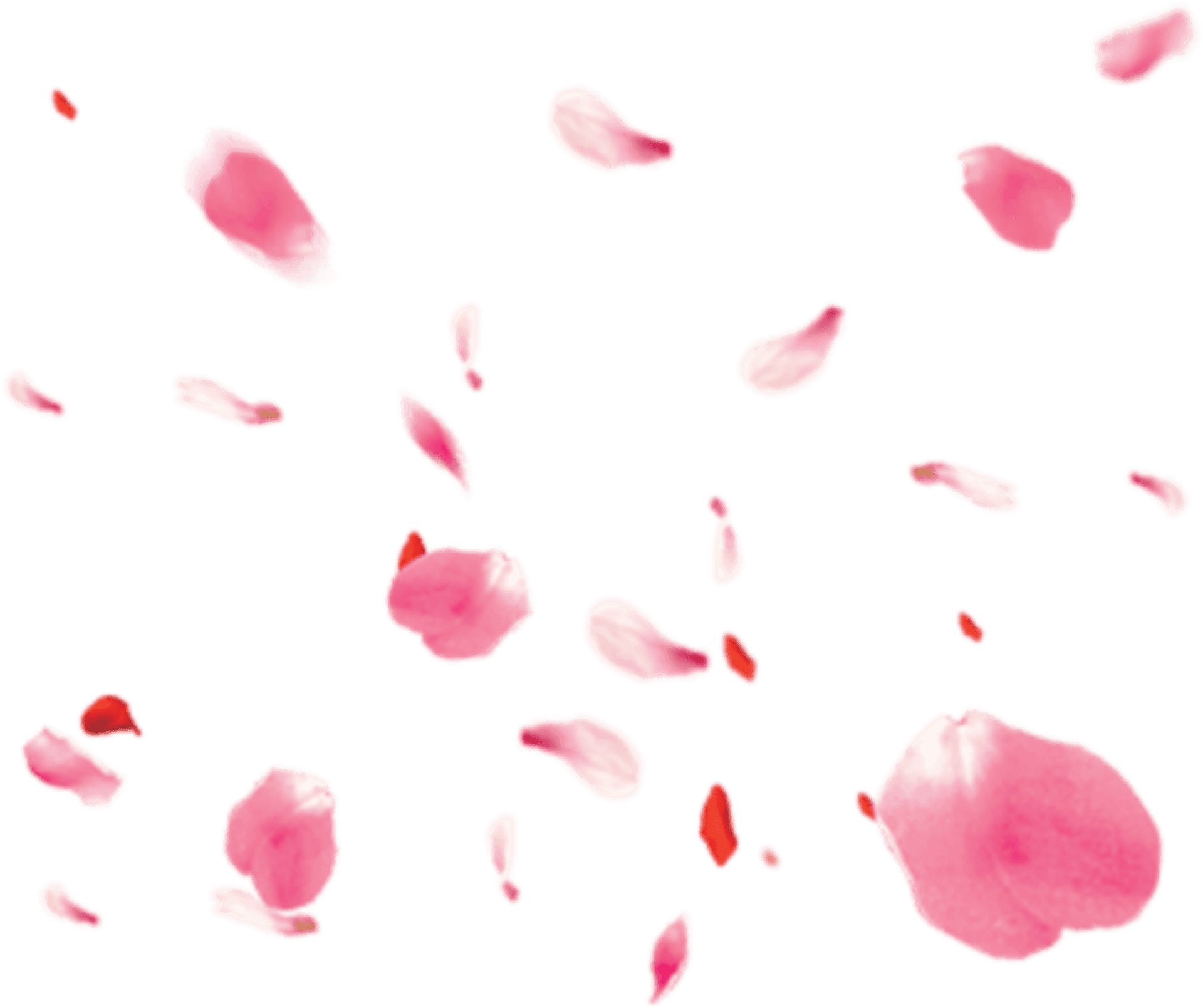 Scattered Rose Petals Transparent Background PNG Image