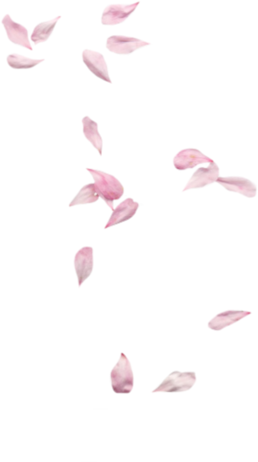 Scattered Rose Petalson Teal Background.png PNG Image