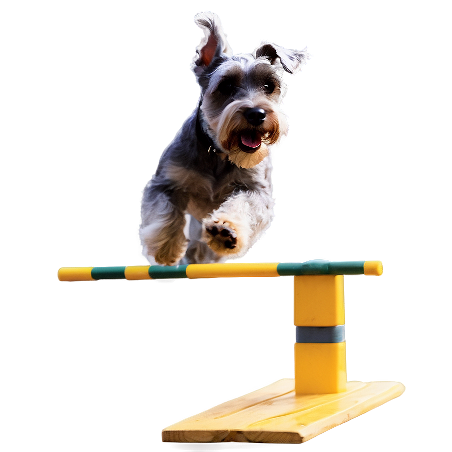 Schnauzer Agility Training Png Bav PNG Image