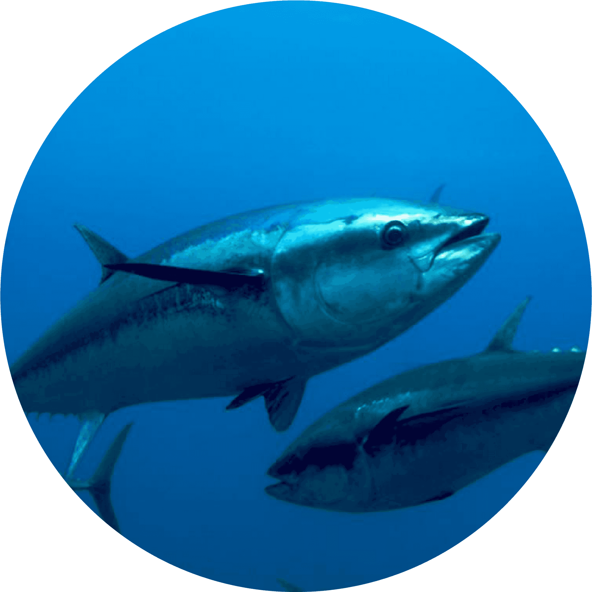 Schoolof Tuna Underwater PNG Image