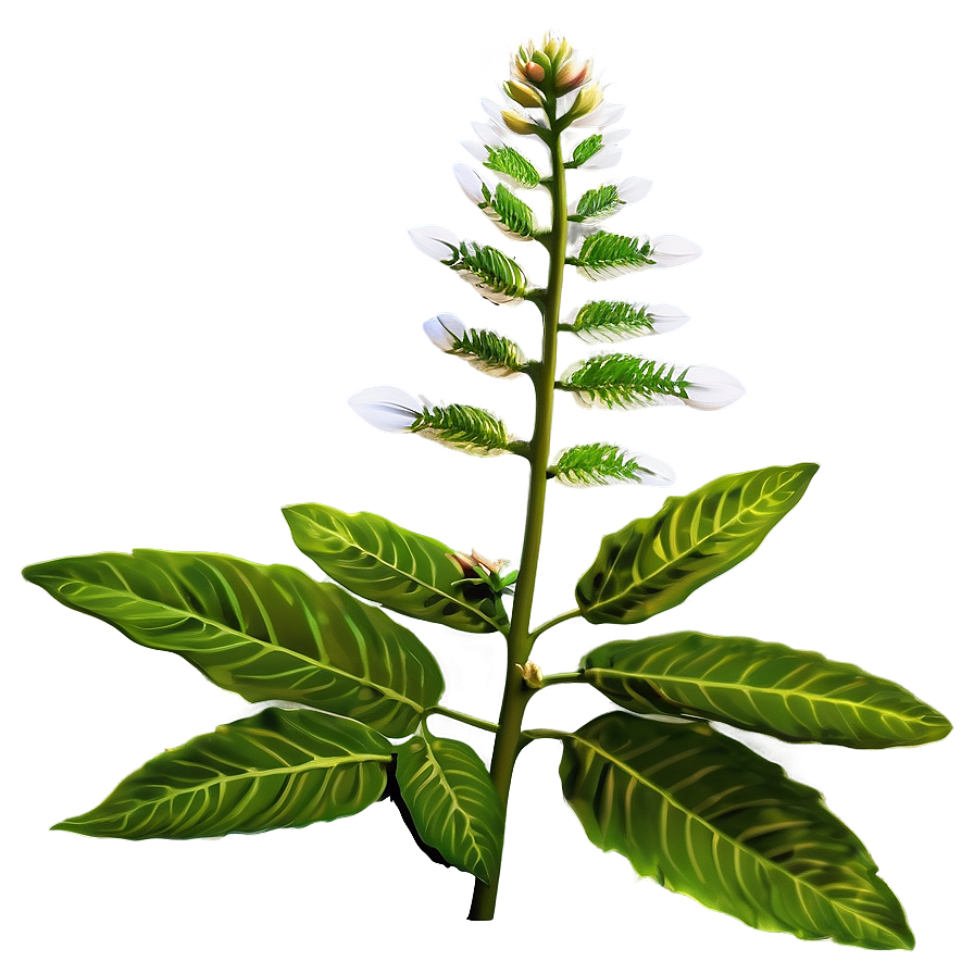 Science Botany Plants Png 60 PNG Image