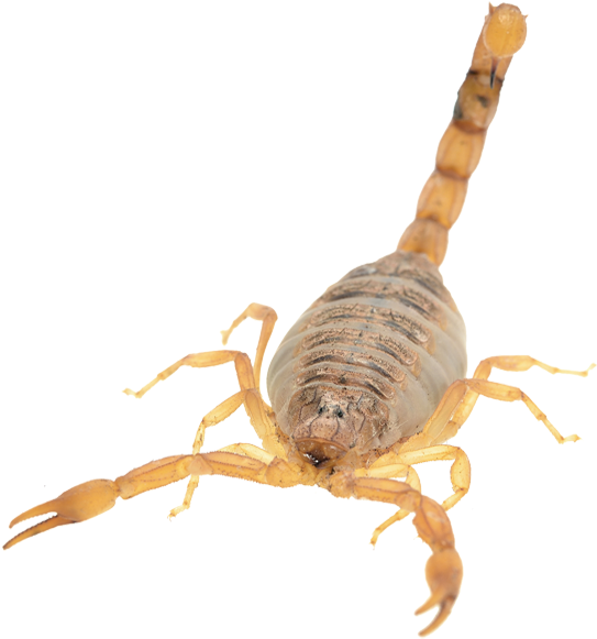 Scorpion Isolatedon Blue Background.png PNG Image