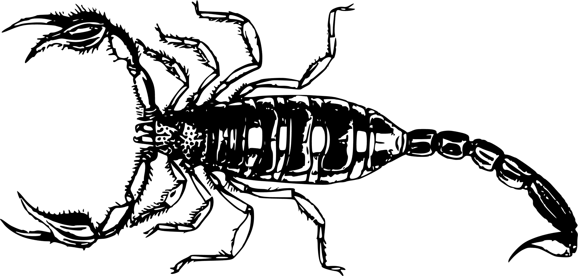 Scorpion_ Silhouette_ Vector PNG Image