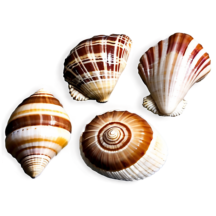 Sea Shell Collection Png Dbd PNG Image