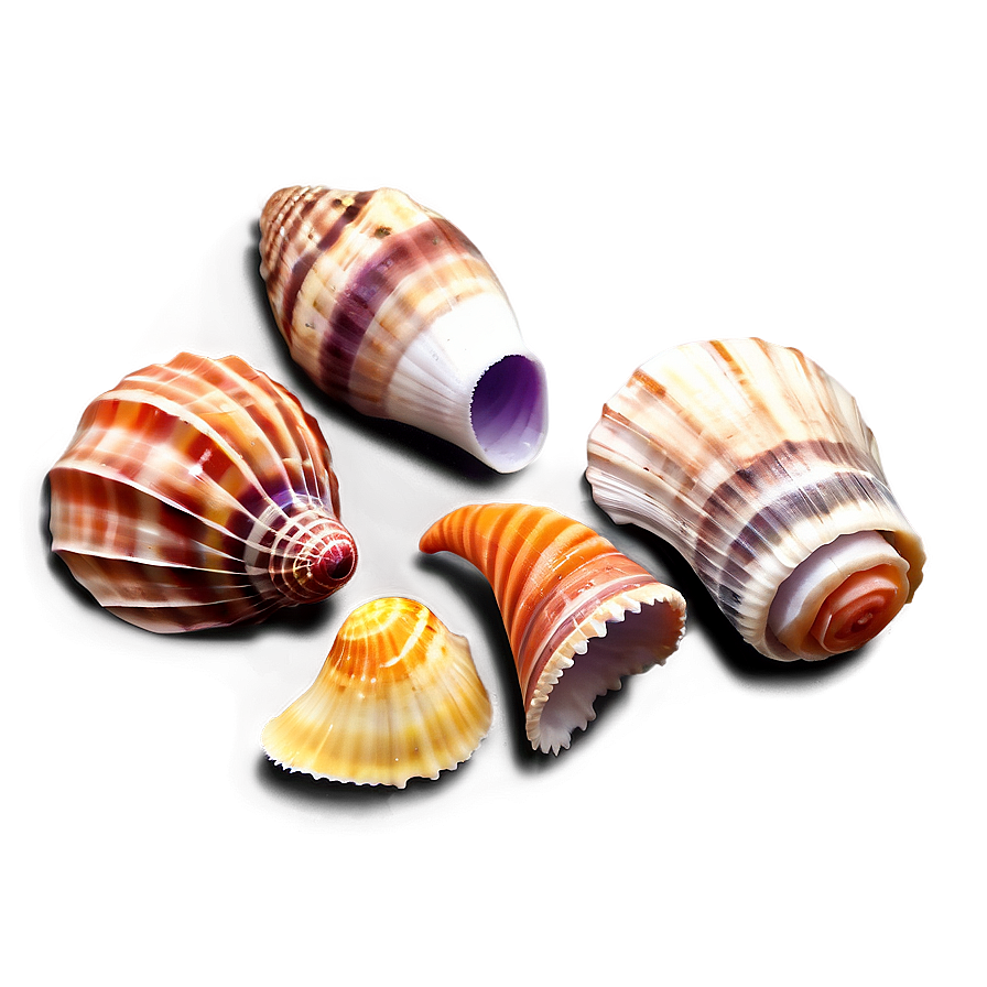 Sea Shell Collection Png Mwt76 PNG Image