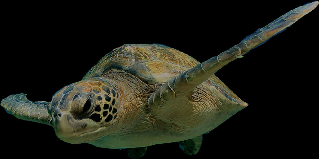 Sea_ Turtle_ Gliding_ Underwater.jpg PNG Image