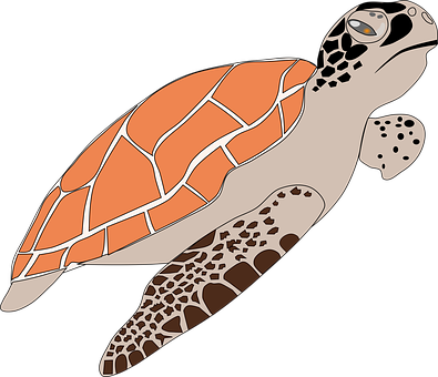 Sea Turtle Illustration PNG Image