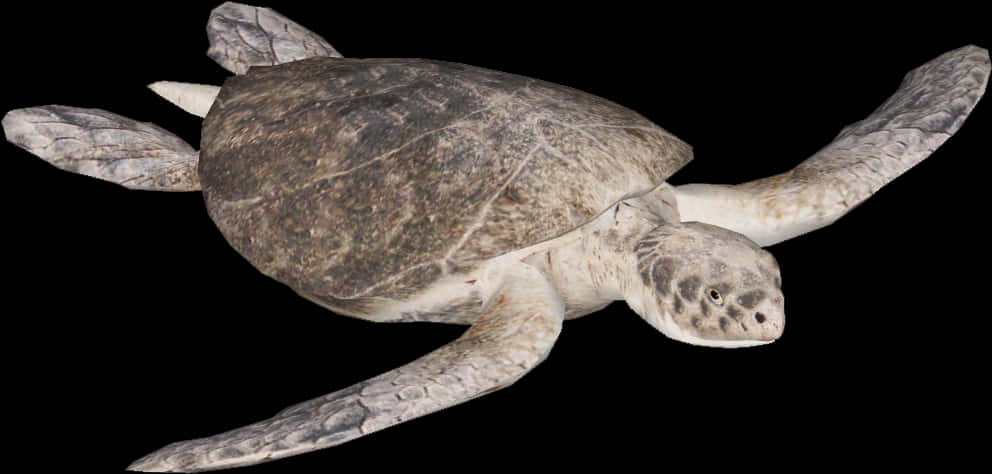 Sea Turtle Swimming Black Background PNG Image