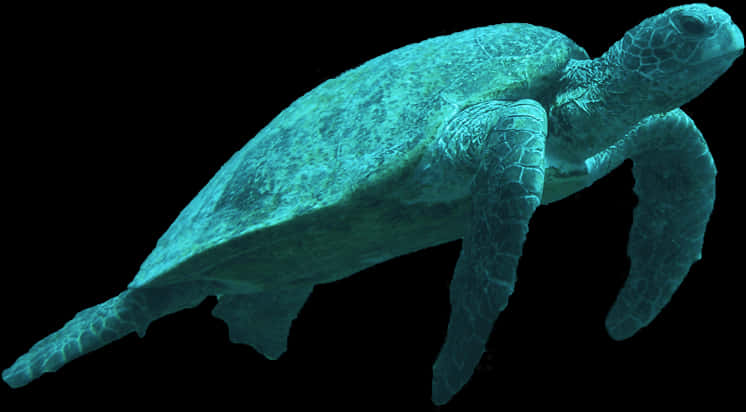 Sea Turtle Swimmingin Dark Waters.jpg PNG Image