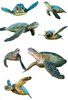 Sea Turtlesin Various Poses PNG Image