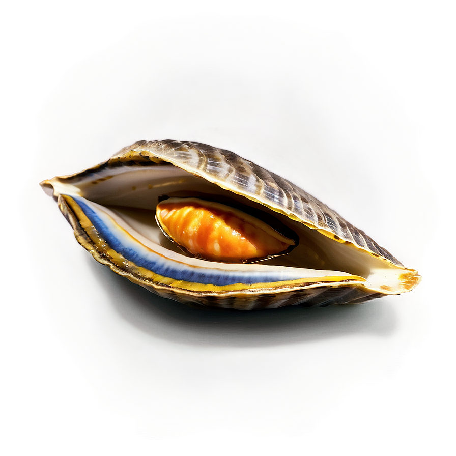 Seafood Clam Icon Png 81 PNG Image