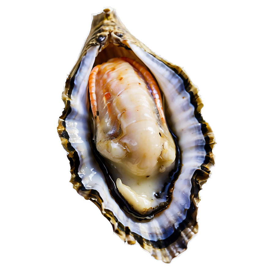 Seafood Oyster Png 99 PNG Image