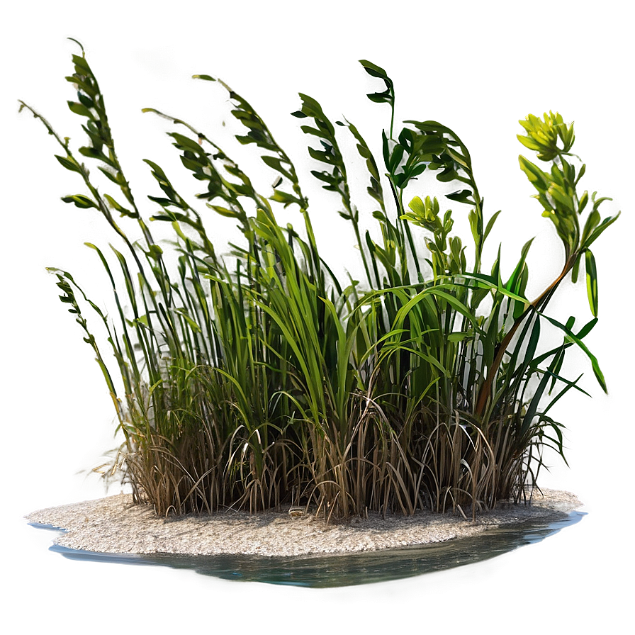 Seagrass In Nature Png Kky PNG Image