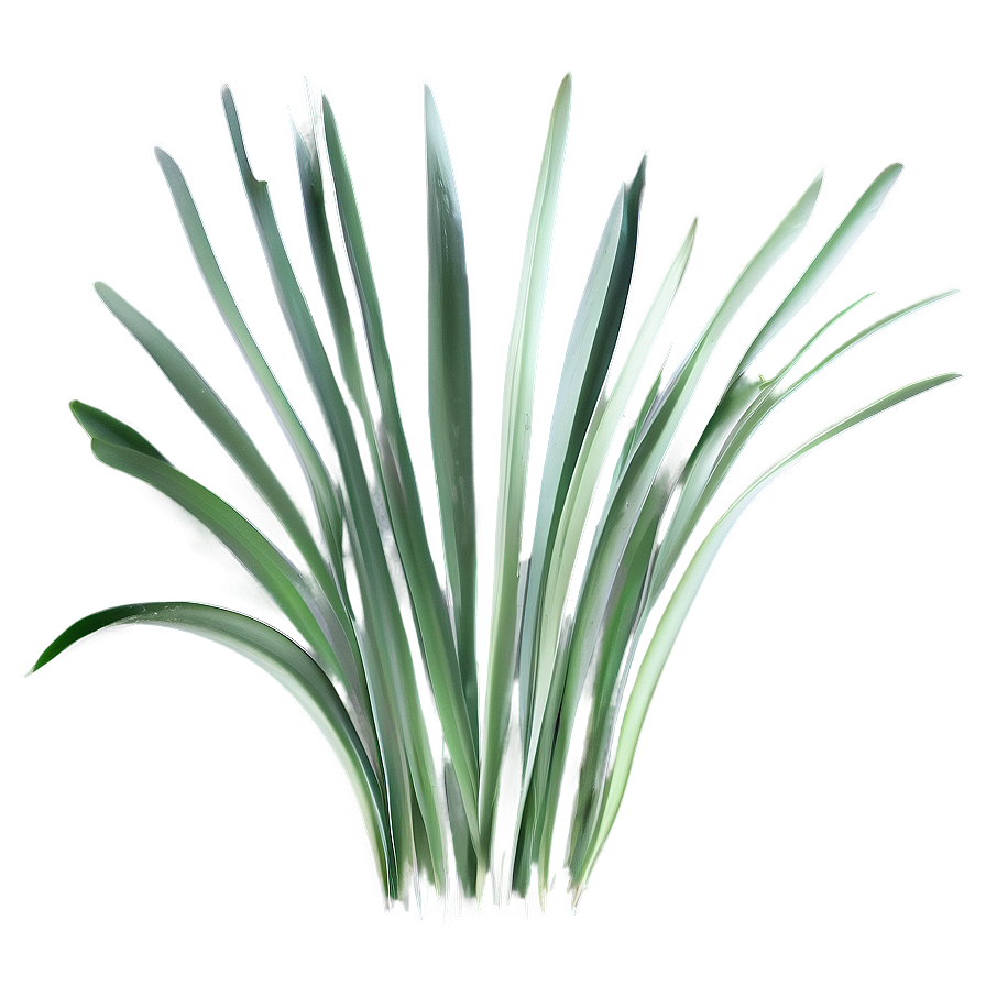 Seagrass Outline Png 19 PNG Image