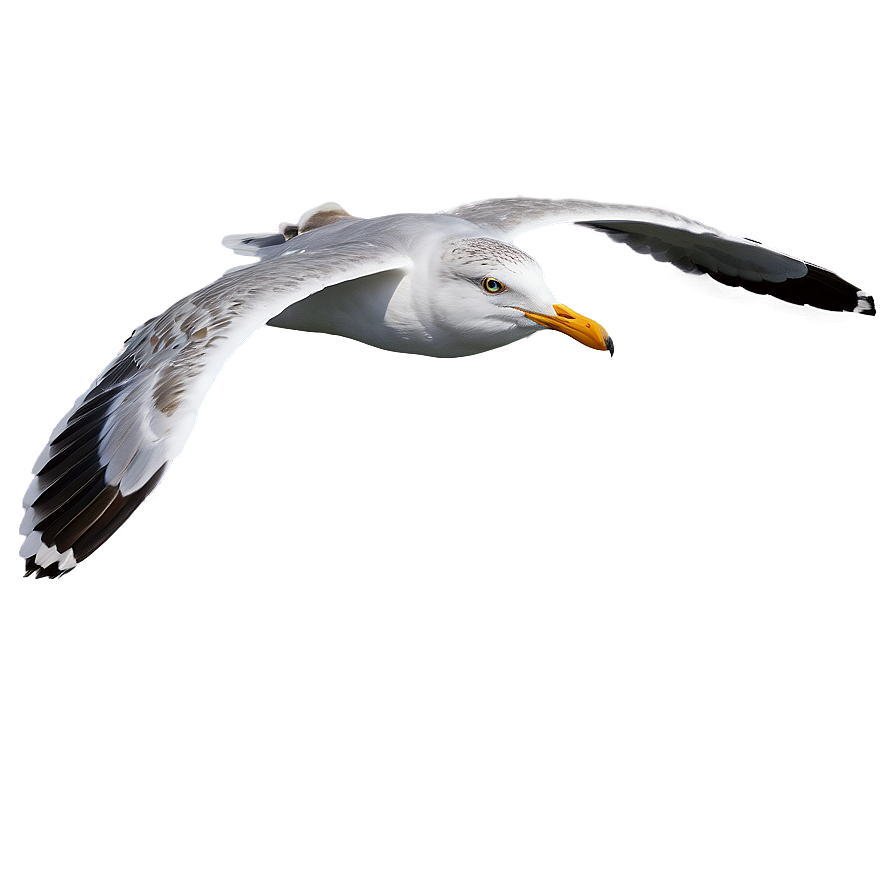 Seagull Flying Over Sea Png Bit64 PNG Image