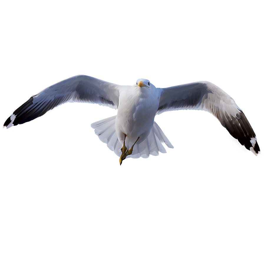 Seagull Flying Over Sea Png Lvi PNG Image