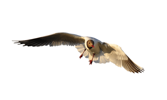 Seagull In Flight Against Dark Background PNG Image