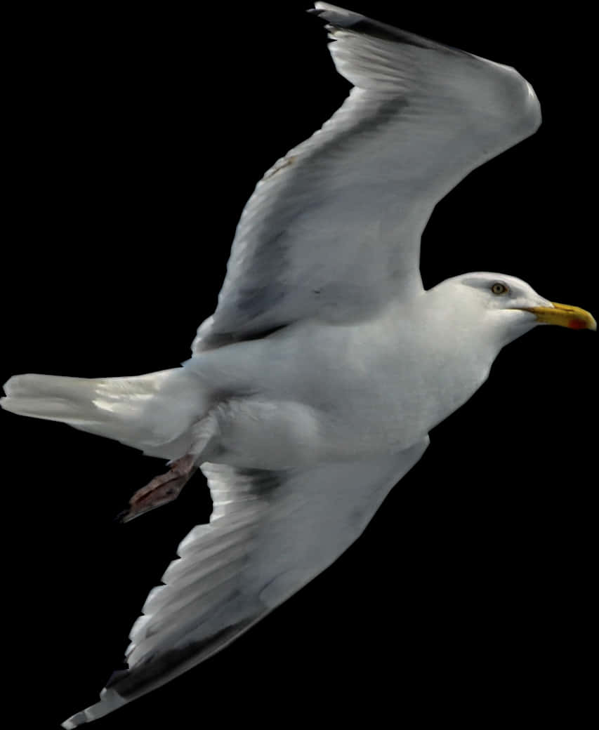 Seagull In Flight Black Background PNG Image