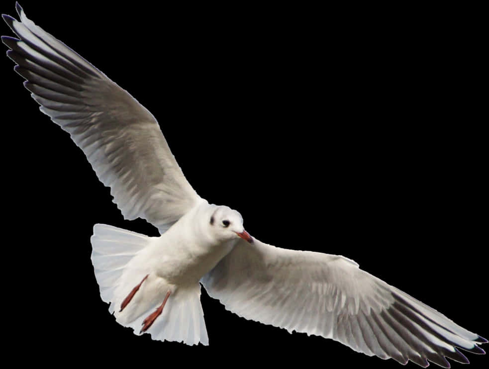 Seagull In Flight Black Background PNG Image