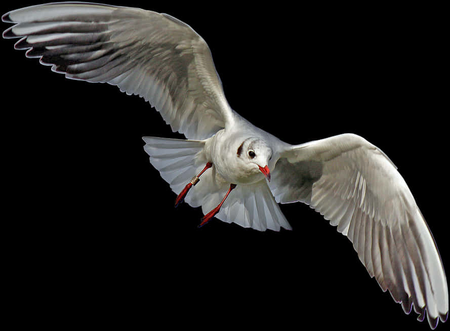 Seagull In Flight Black Background PNG Image