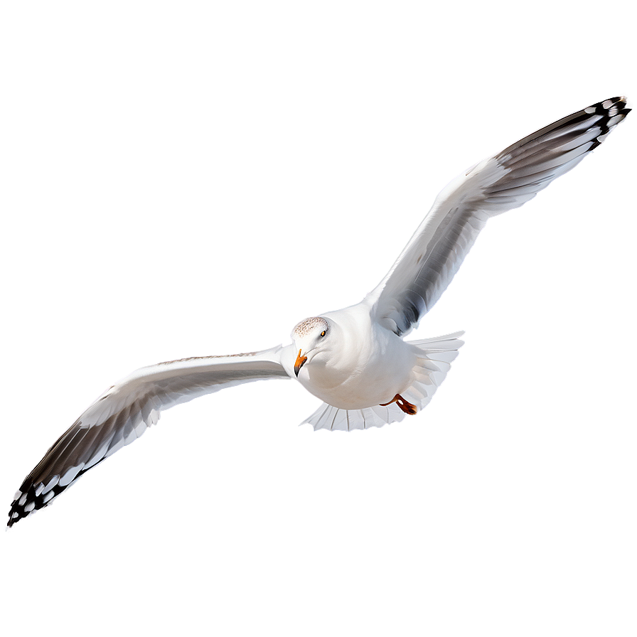 Seagull In Flight Png 05242024 PNG Image