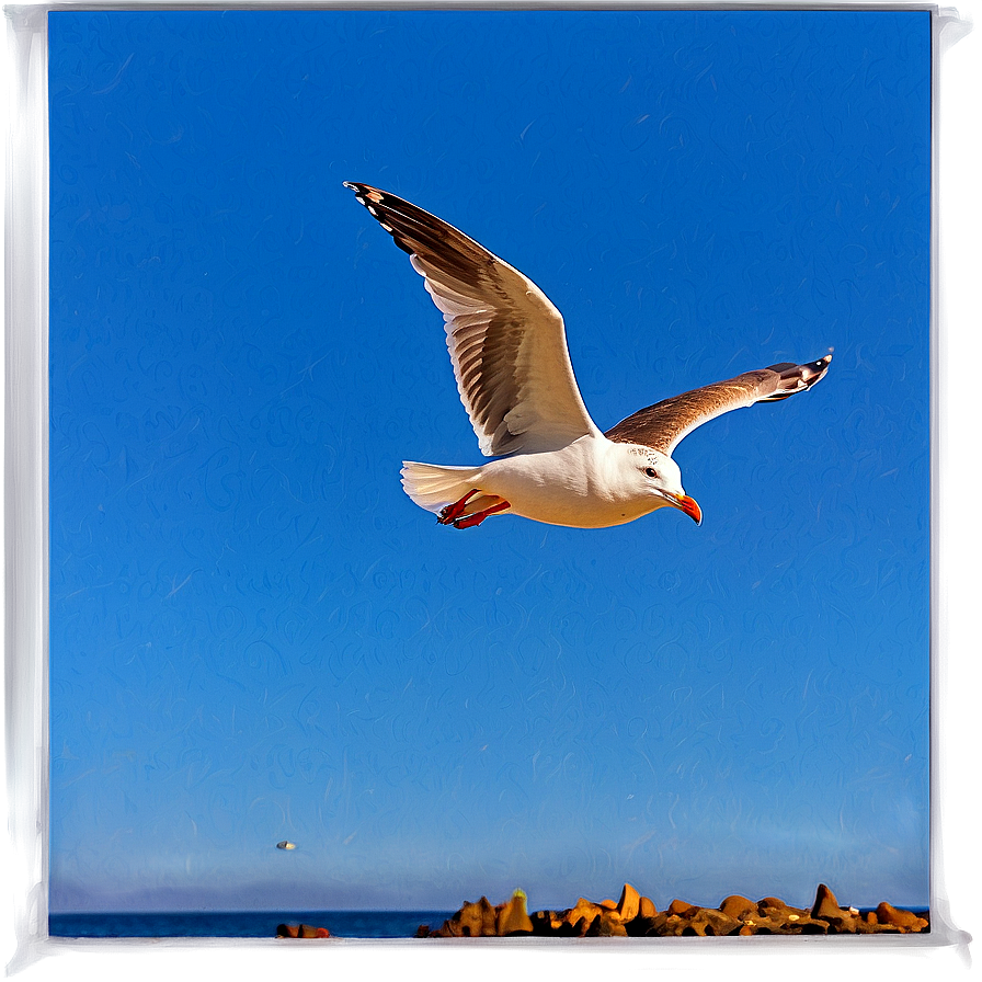 Seagull In Flight Png 05242024 PNG Image