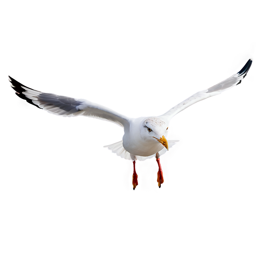 Seagull In Flight Png 64 PNG Image