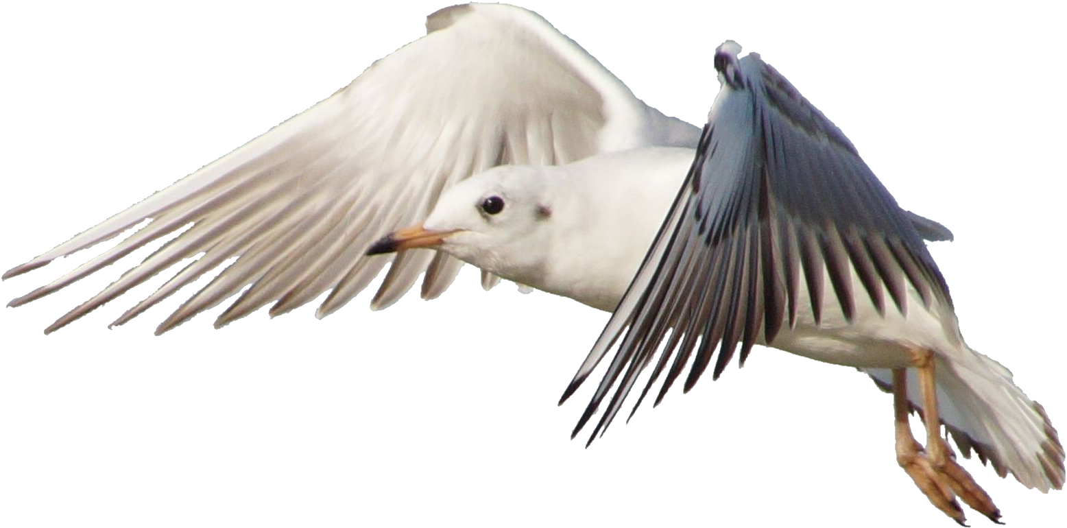 Seagull In Flight Transparent Background PNG Image