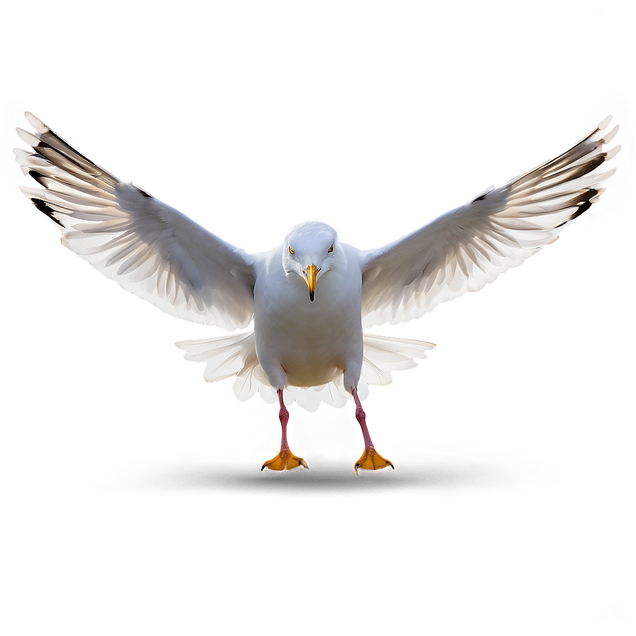 Seagull Landing Png 27 PNG Image