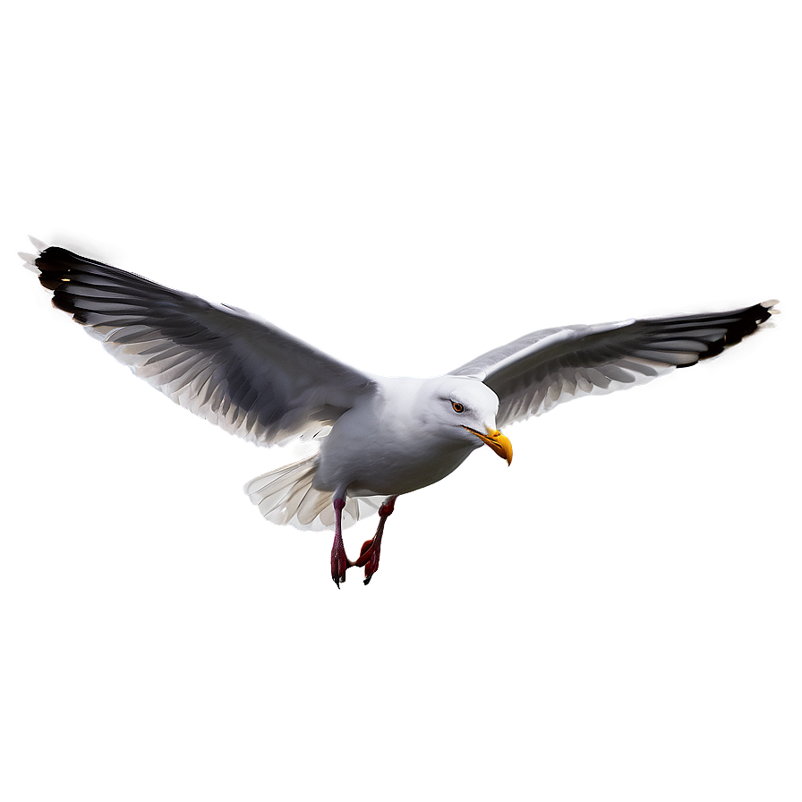 Seagull Landing Png 89 PNG Image