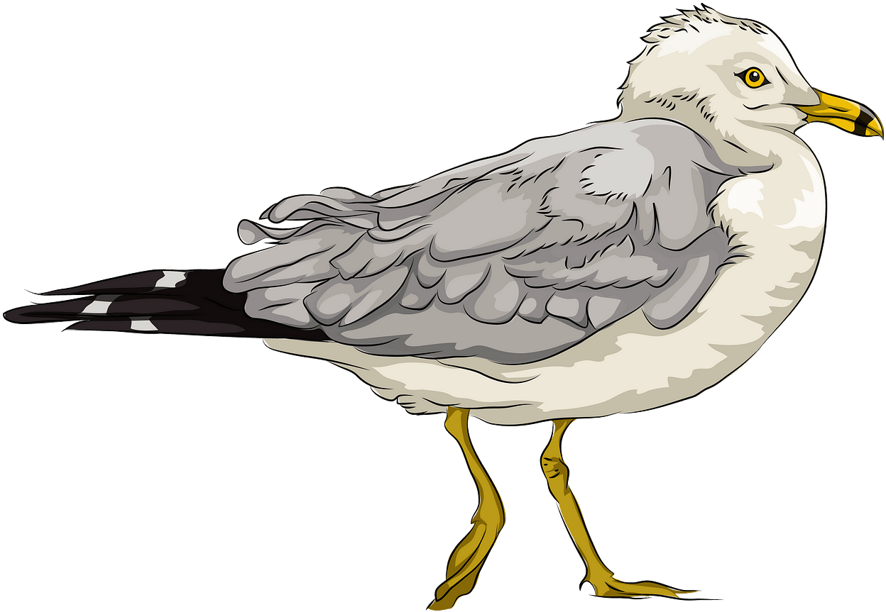 Seagull Profile Illustration PNG Image