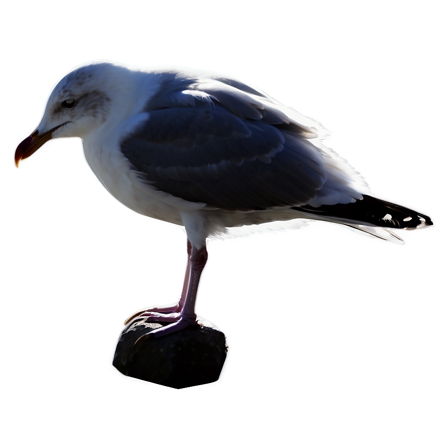 Seagull Silhouette Png Vdu PNG Image