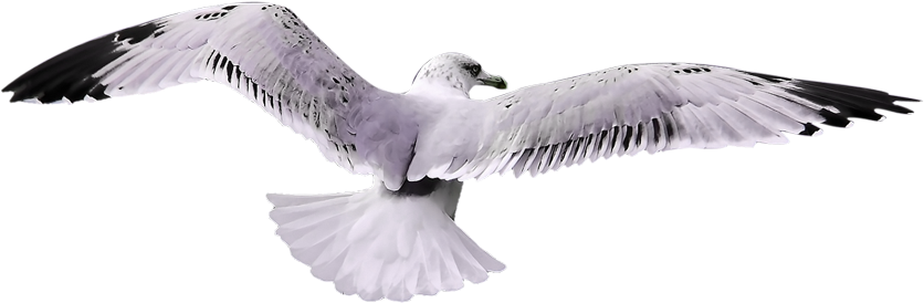 Seagullin Flight Sweden PNG Image