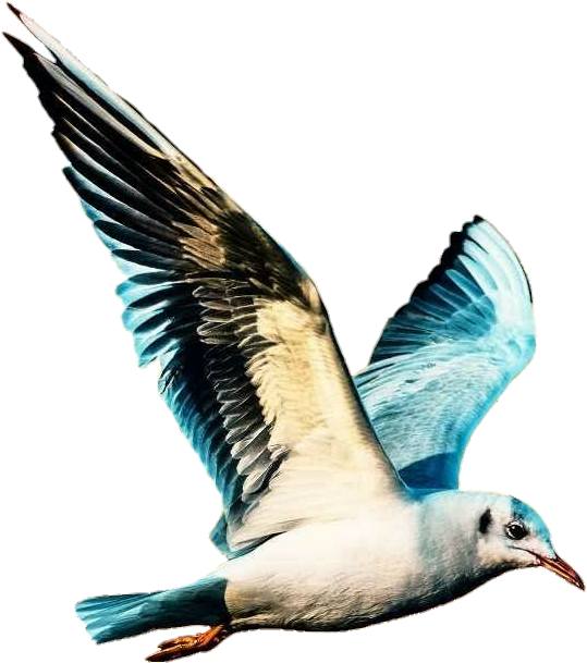 Seagullin Flight PNG Image