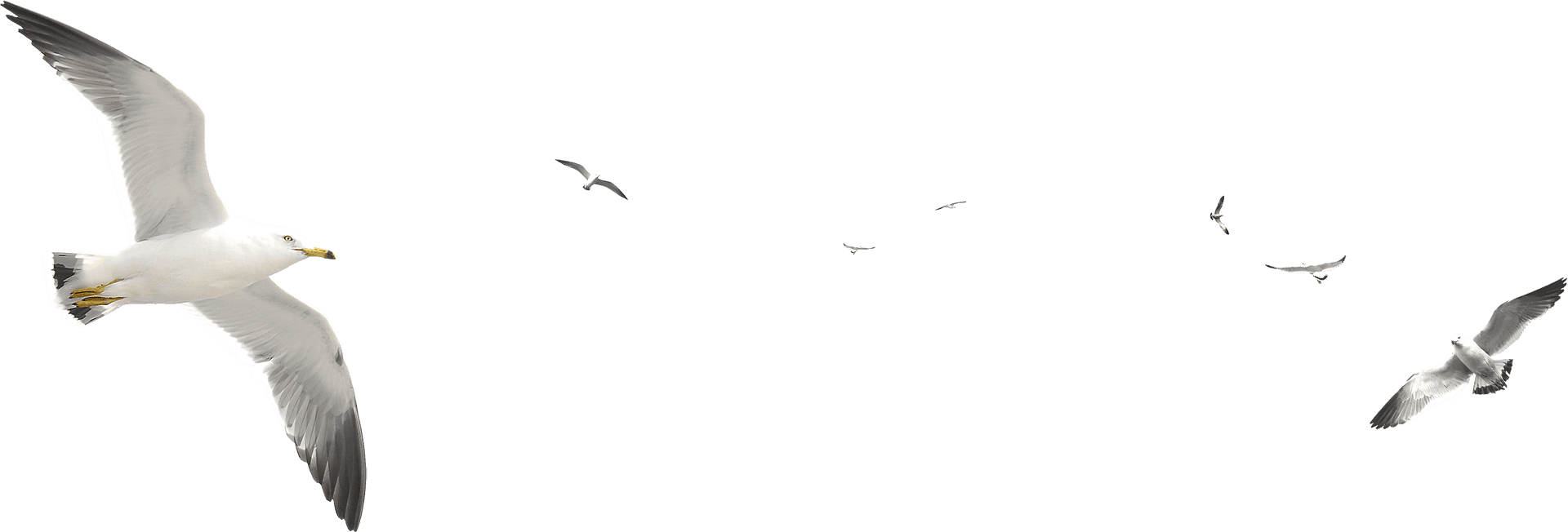 Seagulls_ Gliding_ Across_ Sky.png PNG Image