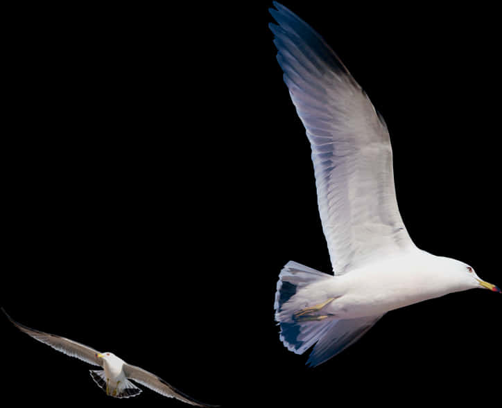 Seagulls_in_ Flight_ Against_ Black_ Background.jpg PNG Image