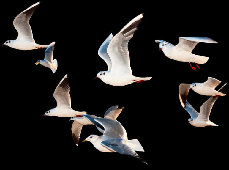 Seagullsin Flight Black Background PNG Image