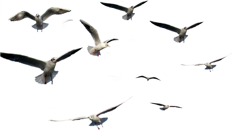 Seagullsin Flight PNG Image