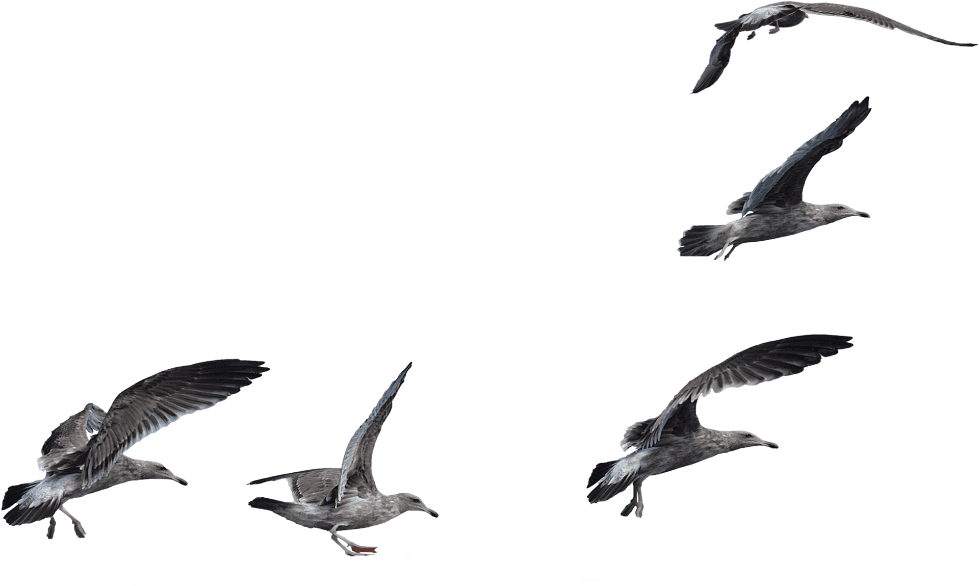 Seagullsin Flight Formation PNG Image