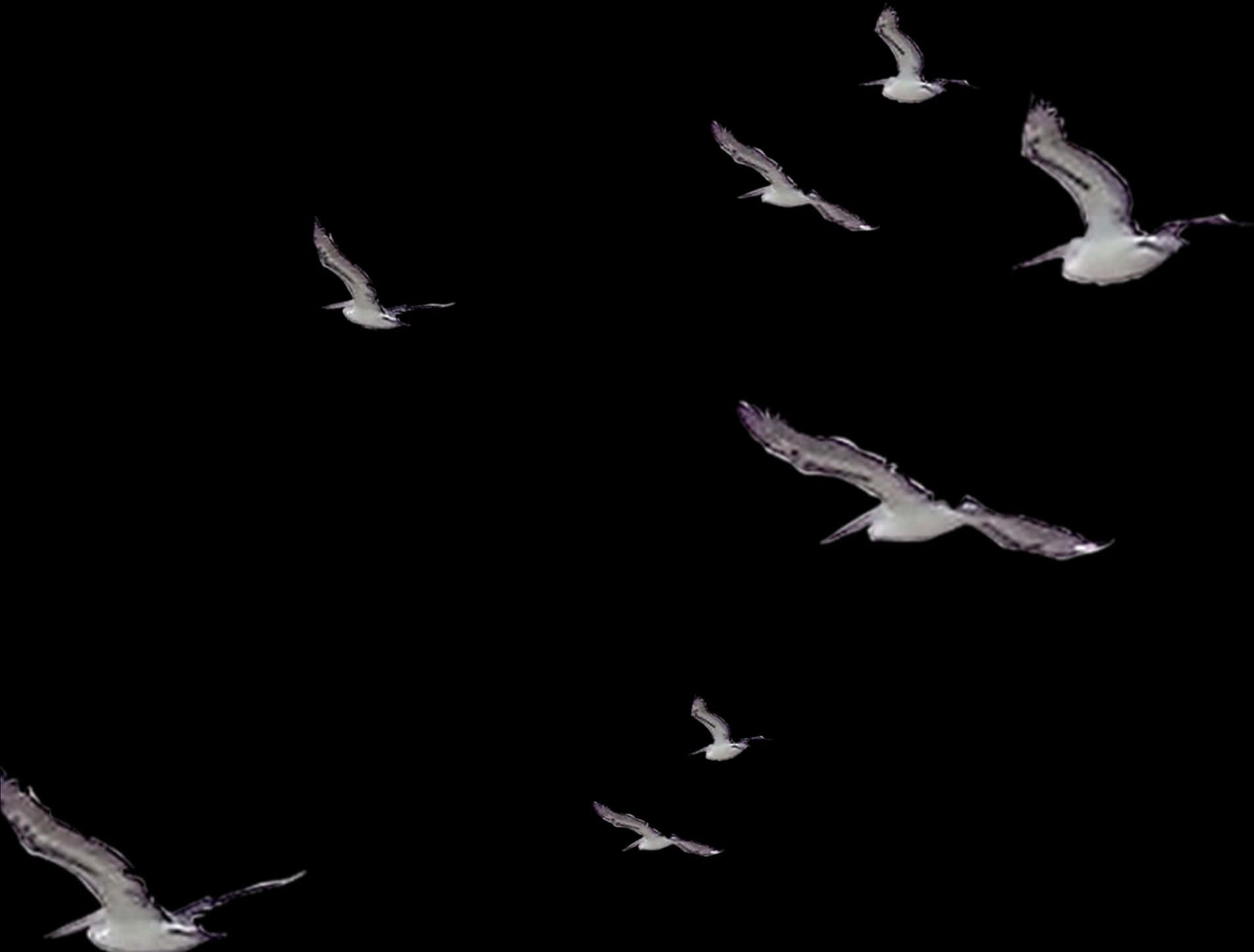 Seagullsin Flight Night Sky PNG Image