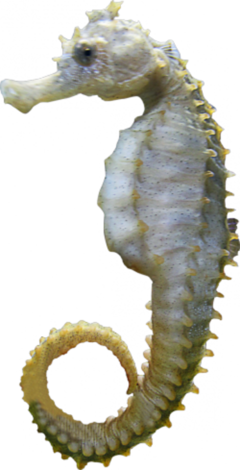 Seahorse Profile Transparent Background PNG Image