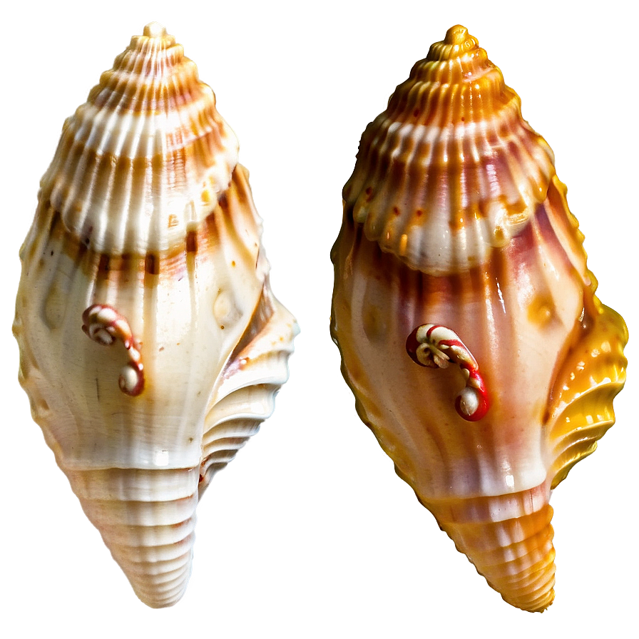 Seashell Boho Chic Style Png Qlo PNG Image