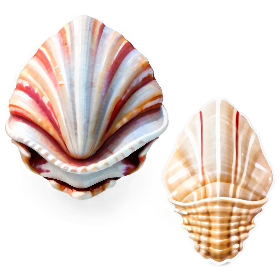 Seashell Clipart C PNG Image