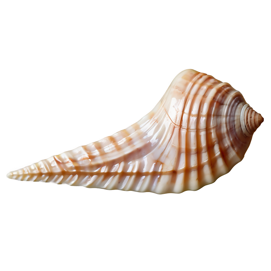 Seashell Close-up Detail Png 05242024 PNG Image