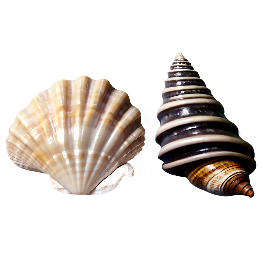 Seashell Collection Vintage Png 06132024 PNG Image