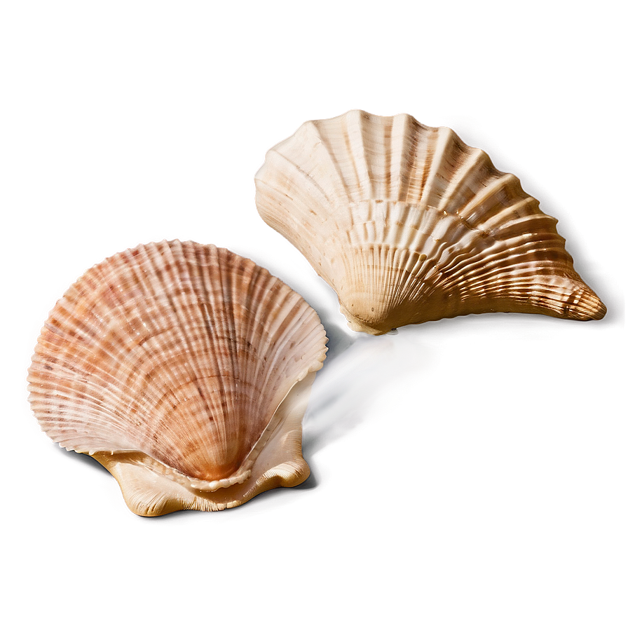 Seashell Harmony Png 3 PNG Image